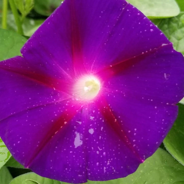 Morning Glory Organic