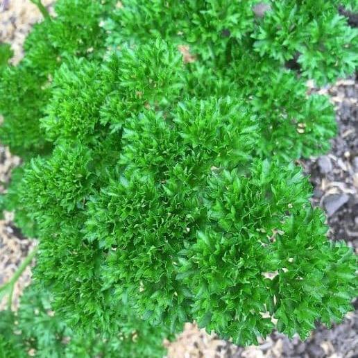  Curly Parsley 'Moss Curled'