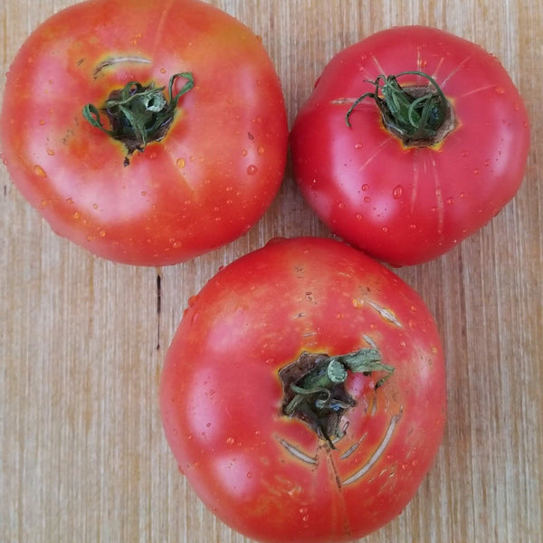 Tomate 'Mother Red' bio