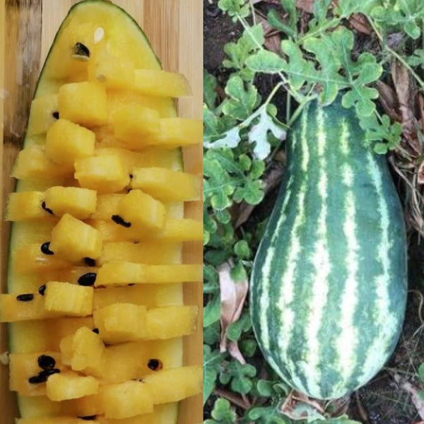 Melon d'eau jaune 'Mountain Sweet' bio