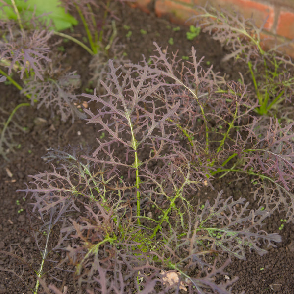 Mustard Greens, Scarlet Frills