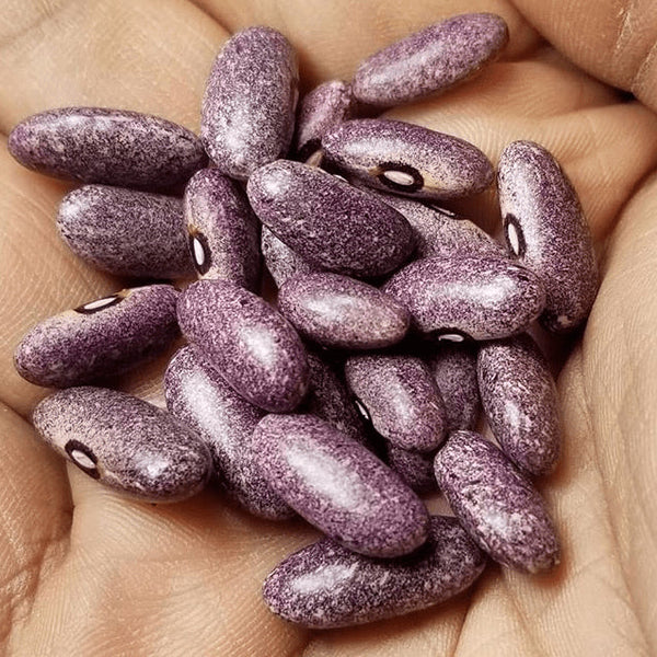 Organic 'Mrocuimere' bean