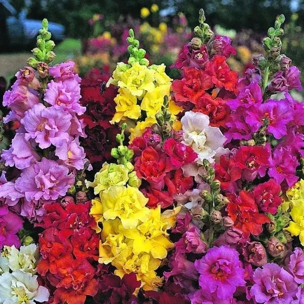 Snapdragon Mrs. Butterfly™ Mix F1