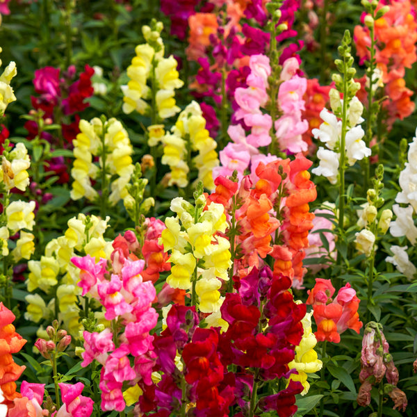 Snapdragon 'Panorama Mix' 