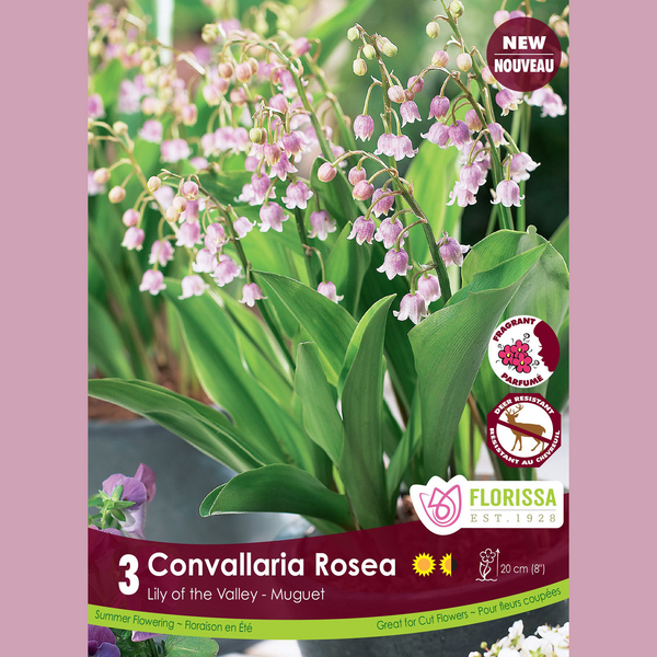 Lily of the valley 'Convallaria Rosea' (3 rhizomes)