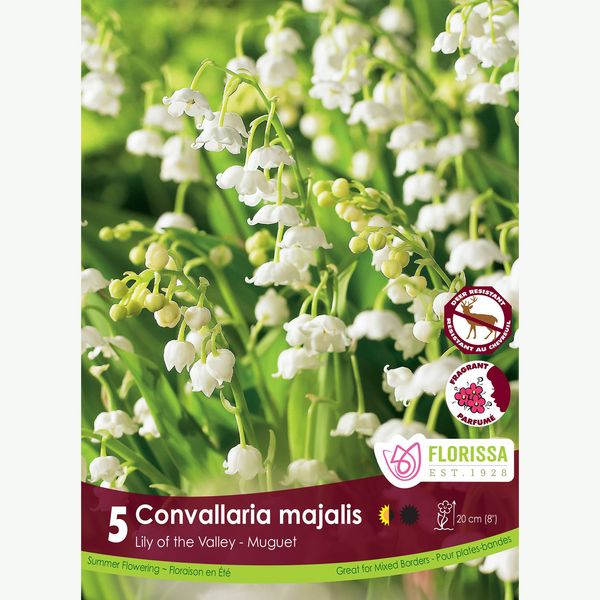 Muguet 'Convallaria Majalis' (5 rhizomes)