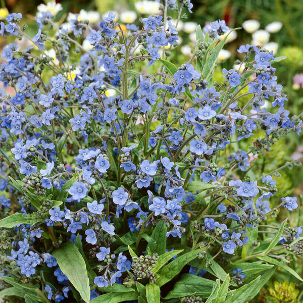 Myosotis 'Cynoglossum'