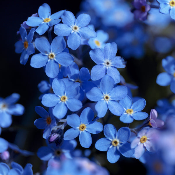 Myosotis bleu