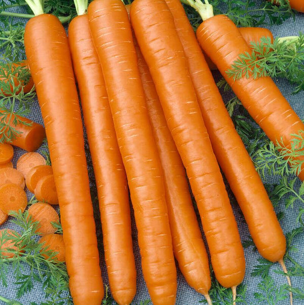 Nantes carrots(Coreless)