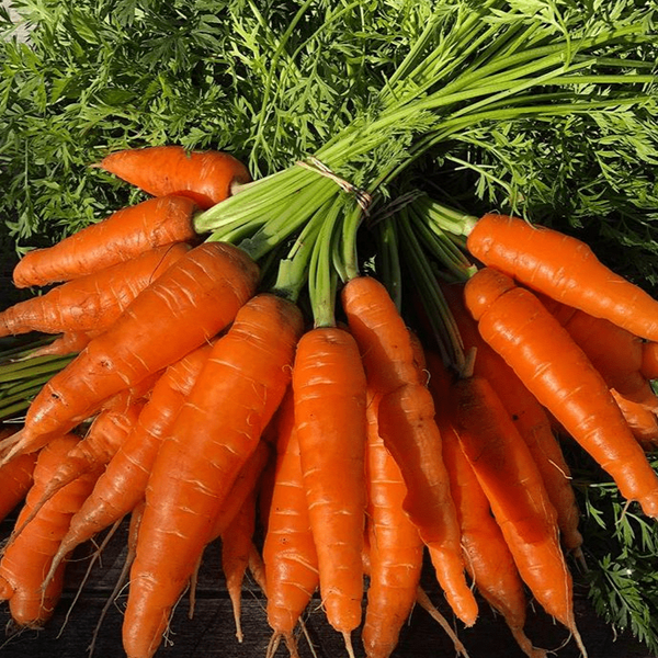 Organic 'Napoli' F1 carrot