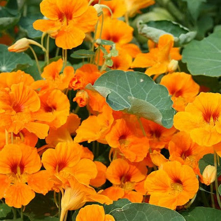 Climbing nasturtium