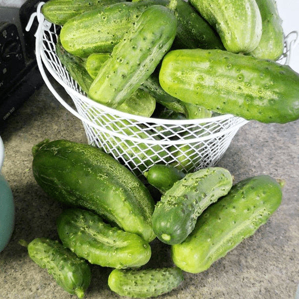 Organic 'National Pickling' cucumber