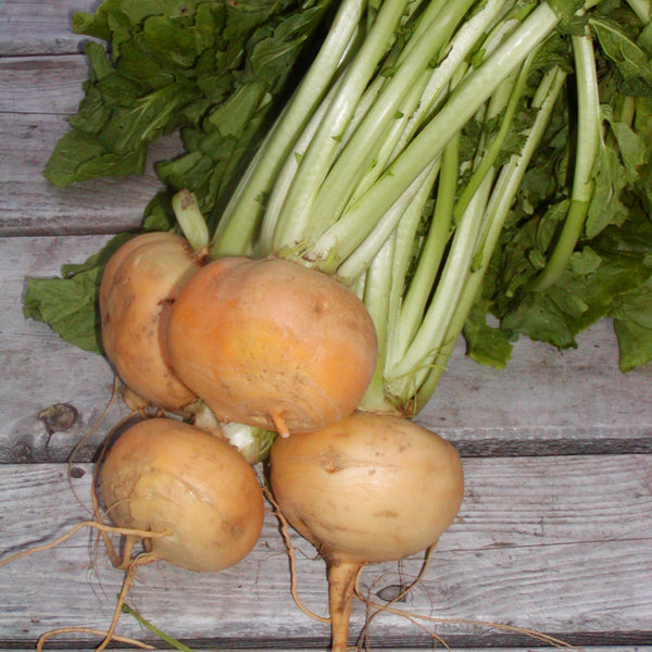 Organic 'Petrowski' turnip