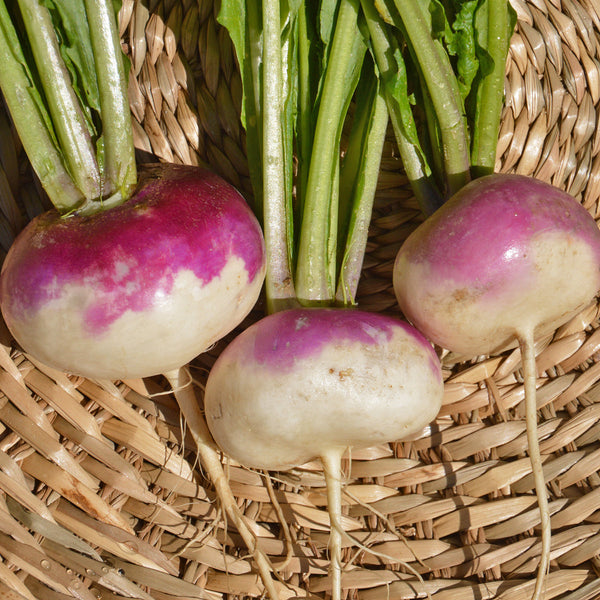 Organic White Turnip with Purple Collar