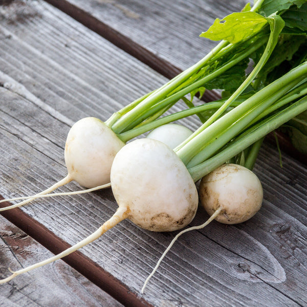 Japanese turnip 'Bella Luna'