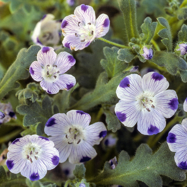 Nemophila 'Five Spot' 