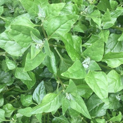 Organic New Zealand Spinach