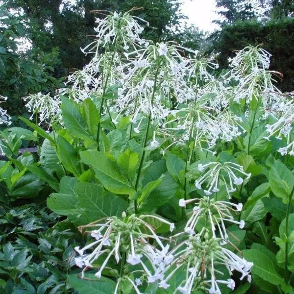 Flowering Tobacco Only The Lonely