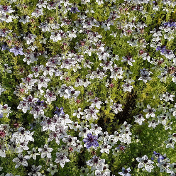 Nigella African Bride