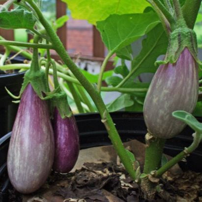 Organic 'Northern' eggplant