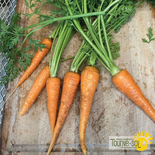 Carrot 'Danvers 126'