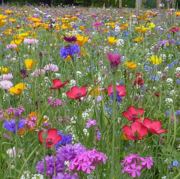 Mélange de fleurs sauvages 'Mélange OSC'