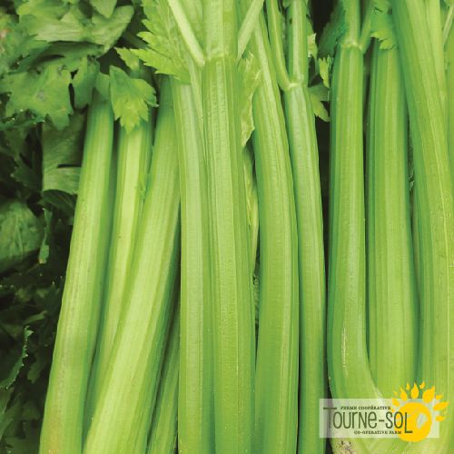 Celery 'Ventura Utah'