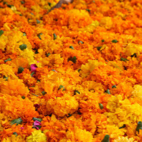 Marigold  'Antigua Gold' 