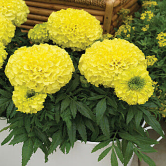 Marigold 'Antigua Primrose'