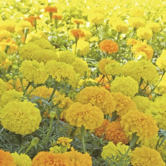 Marigold  'Crackerjack Mixed'