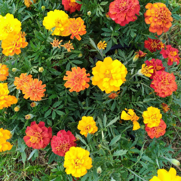 Marigold  ‘Durango Outback Mix’ 