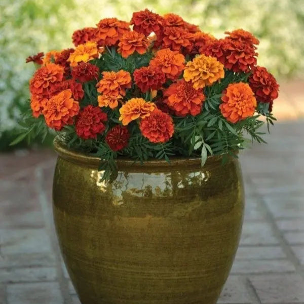 French Marigold Fireball