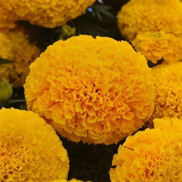 Marigold 'Marvel Gold' 