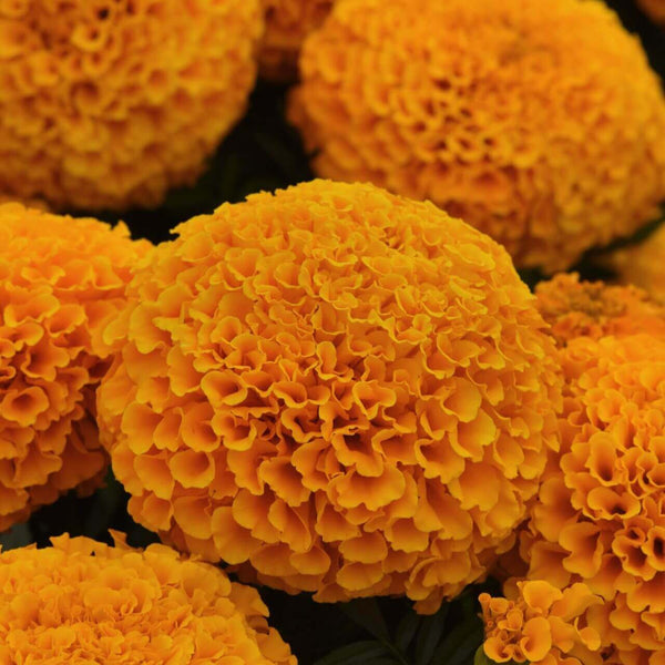 Marigold 'Marvel Orange'