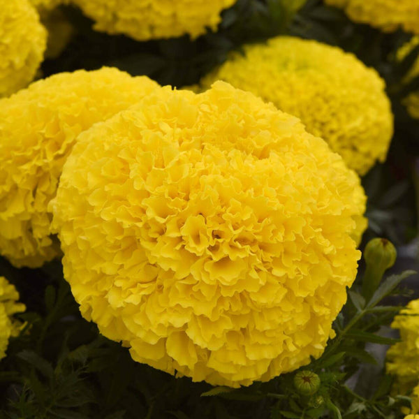 Marigold 'Marvel Yellow'