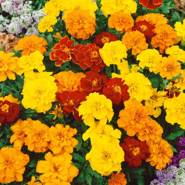 Dwarf Marigold 'Petite Française'