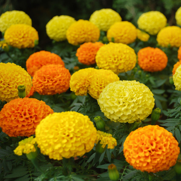 African marigold 'Coco' blend