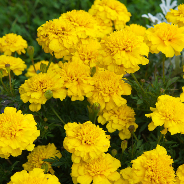 Bonanza™ Yellow French Marigold