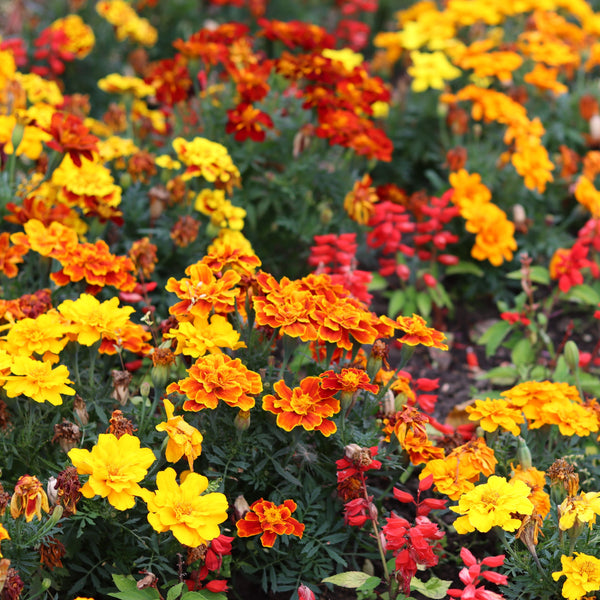 French marigold mix