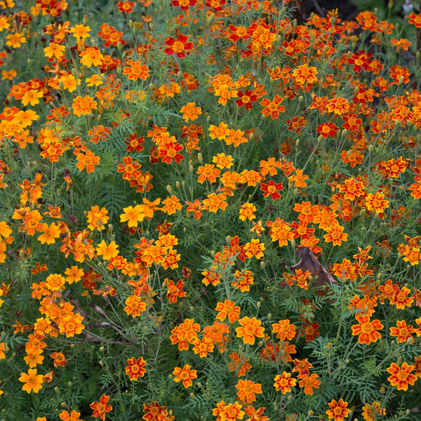 Oeillet d’Inde Starfire Mélange