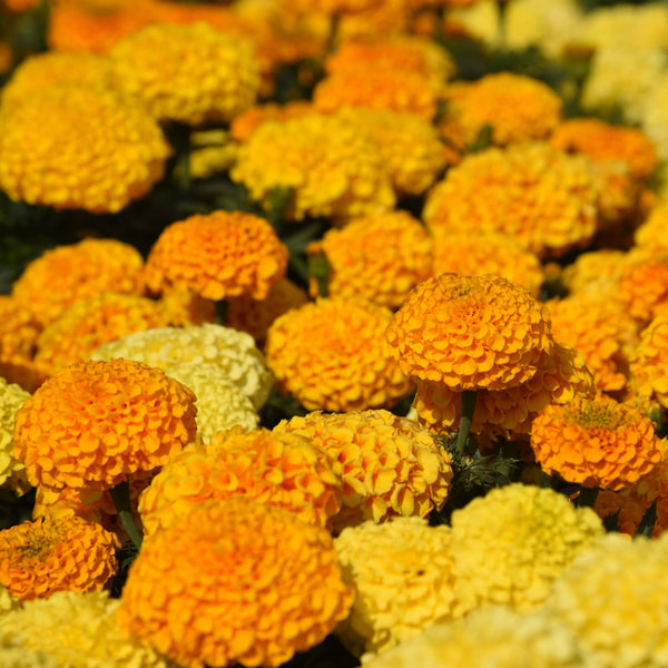 Marigold 'Antigua Mix'