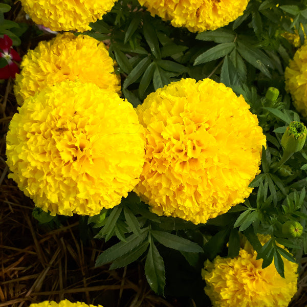 Marigold 'Antigua Yellow'