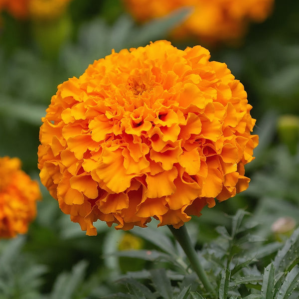 Marigold  'Antigua Orange' 