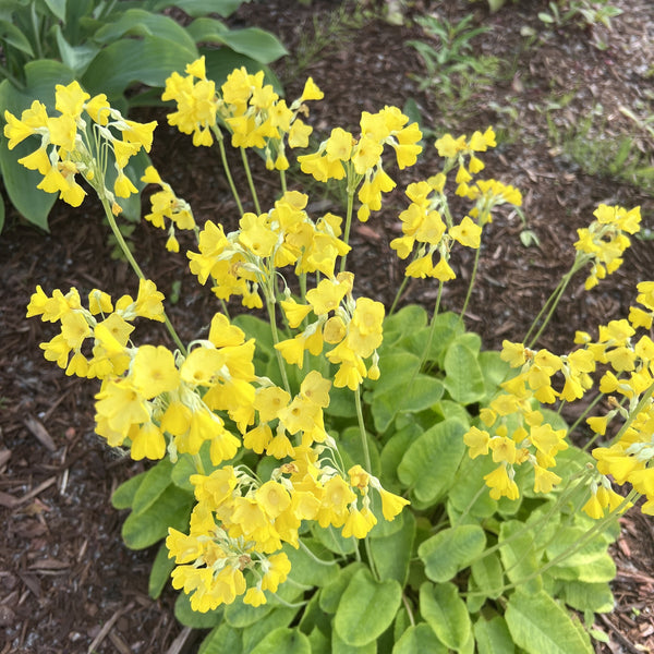 Evening primrose (evening primrose) 'Oenothera Lamarckiana'