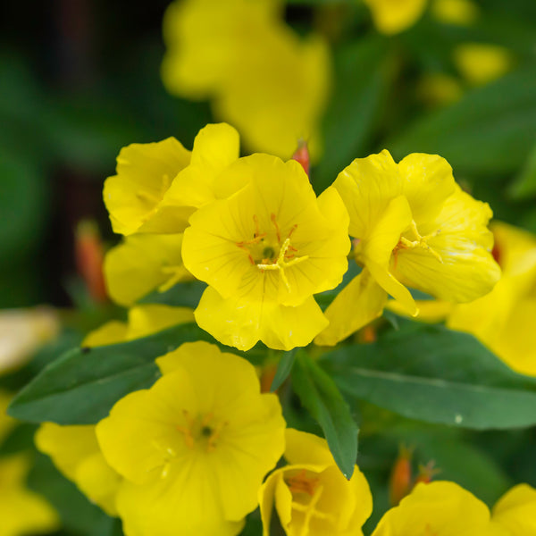 Onagre 'Ozark Sundrop' (Oenothera Missouriensis)