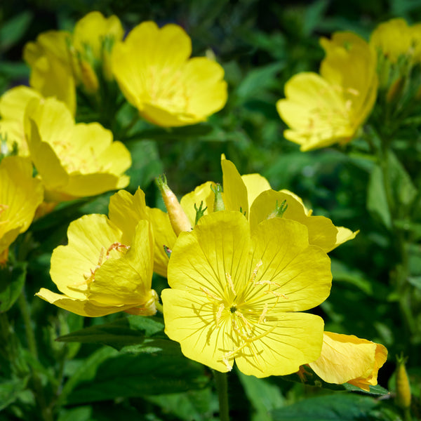 Victor's Evening Primrose