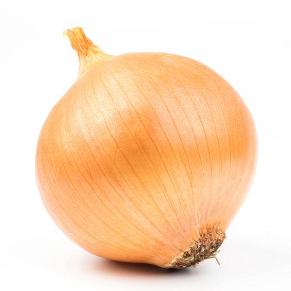 Lasalle F1 Onion