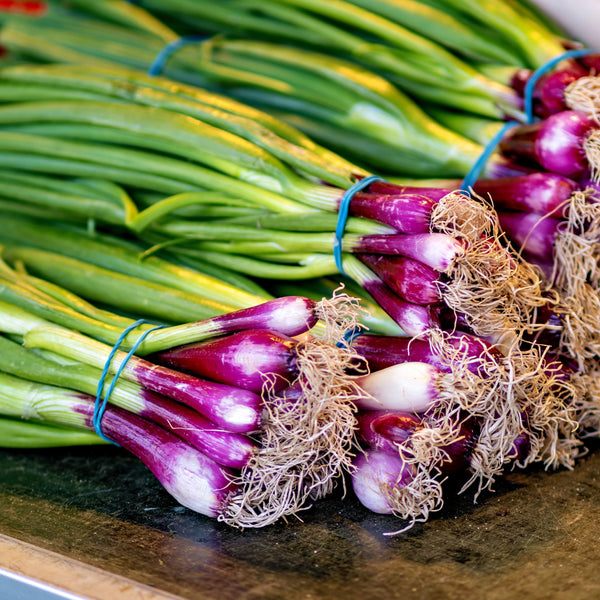 Bunching onion Red Baron F1