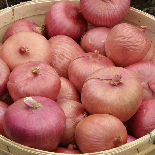 Organic 'Rossa di Milano' onion