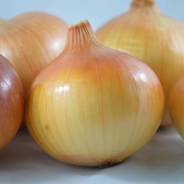 Organic 'Yellow of Parma' onion